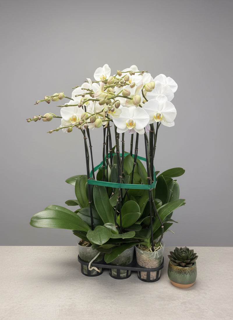 Orquídea Phalaenopsis Blanca