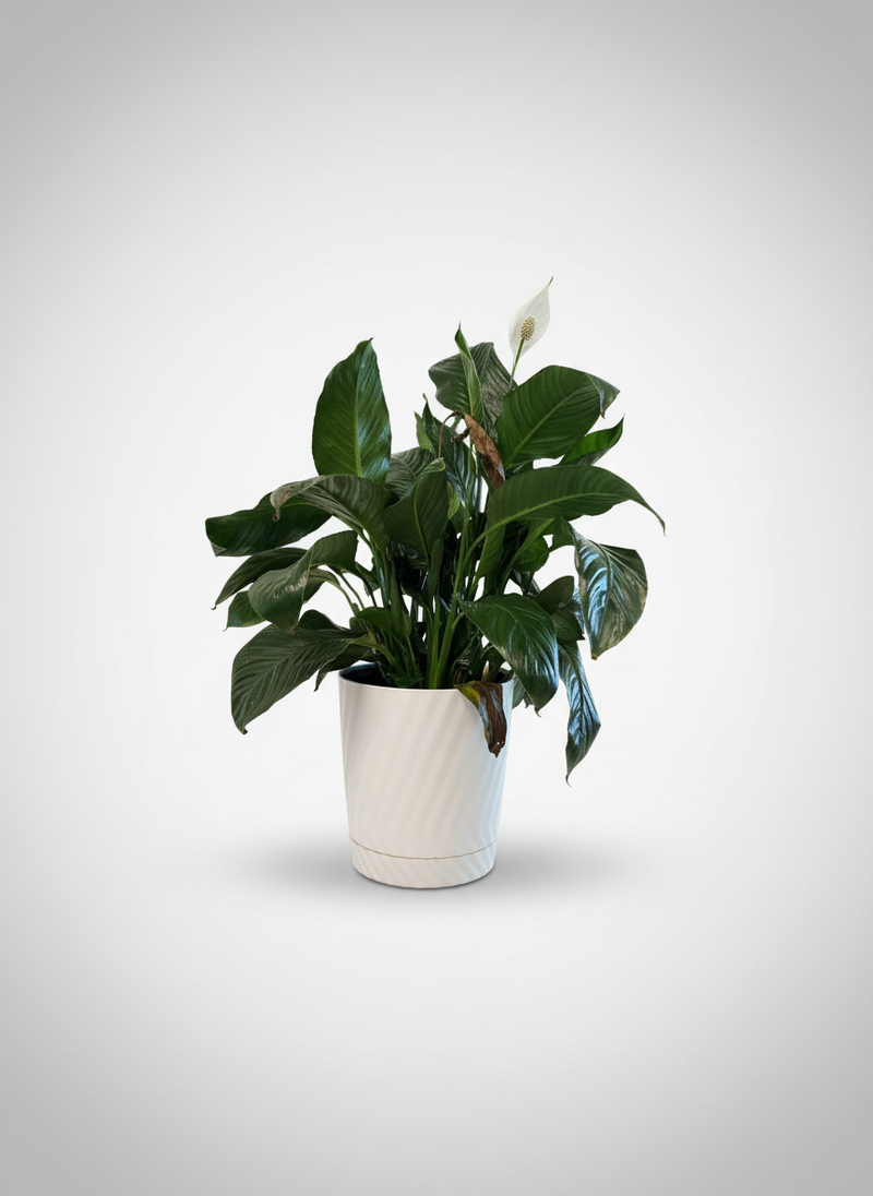 Peace Lily